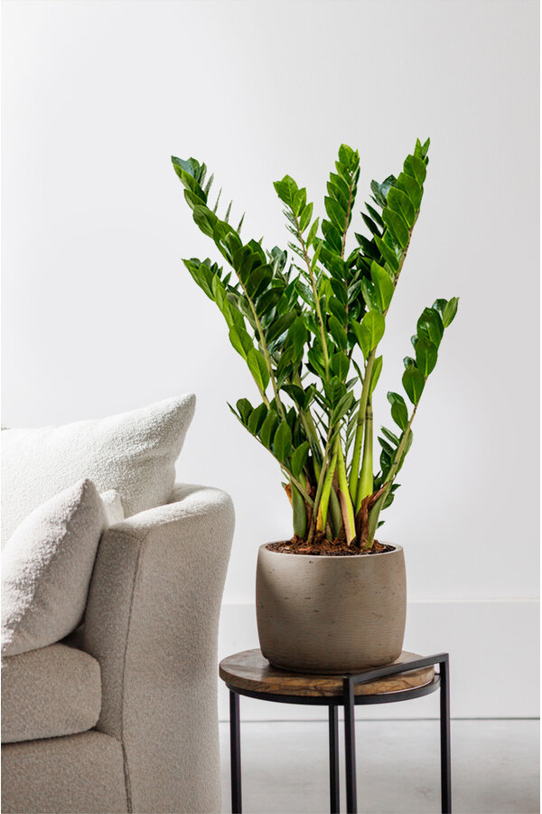 Zamioculcas Roślina wydmowa