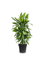 Dracaena Cintho rozgałęziona M