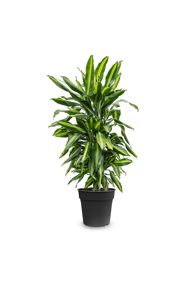 Dracaena Cintho rozgałęziona M