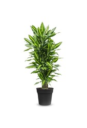 Dracaena Cintho rozgałęziona L