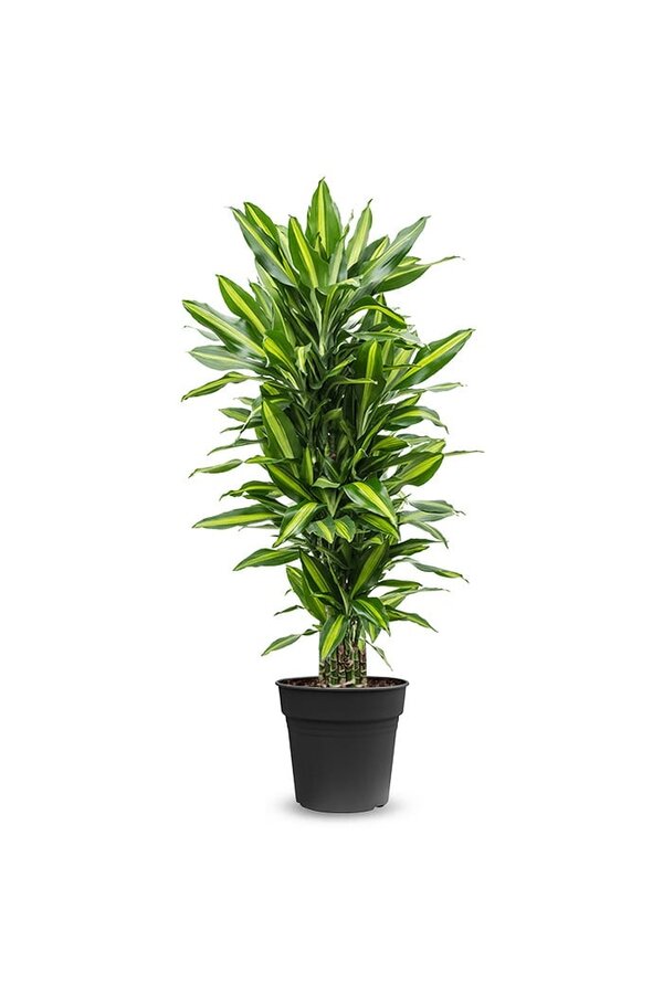 Dracaena Cintho rozgałęziona L