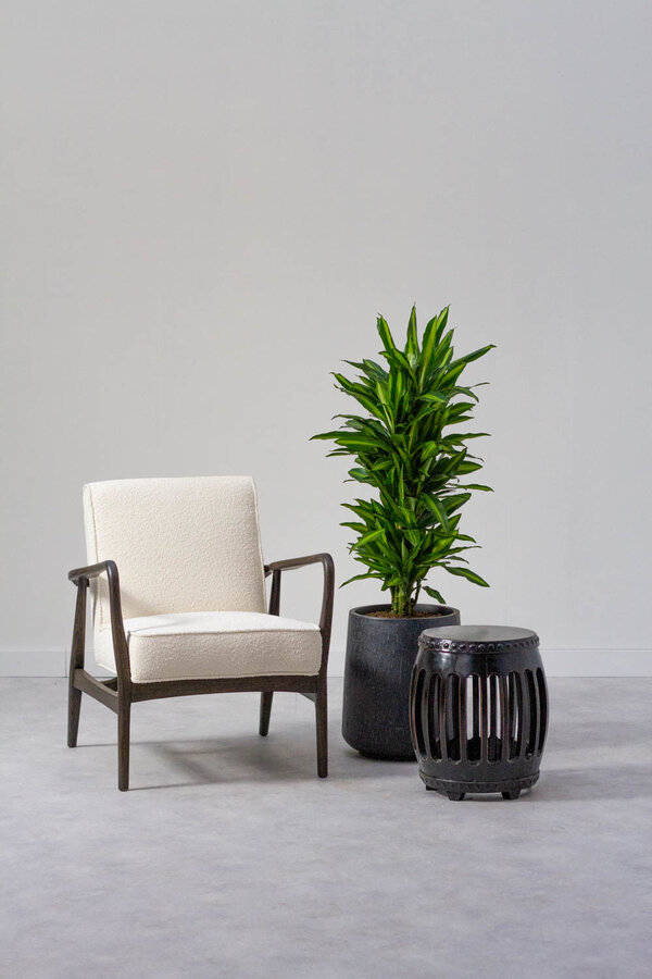 Dracaena Cintho rozgałęziona L