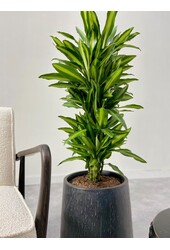 Dracaena Cintho rozgałęziona L