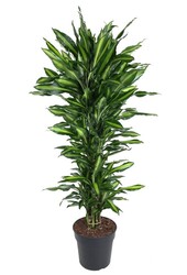 Dracaena Cinthho rozgałęziona XL