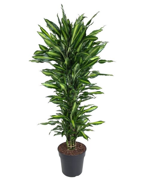 Dracaena