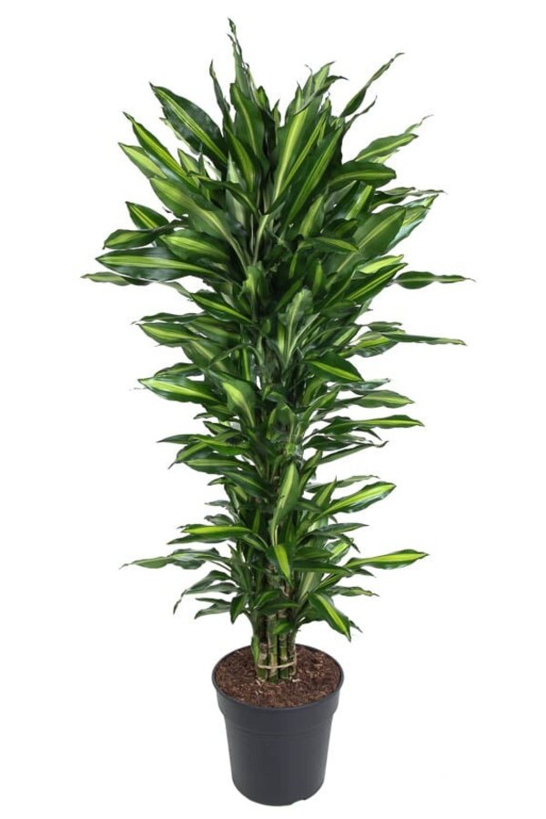 Dracaena Cinthho rozgałęziona XL
