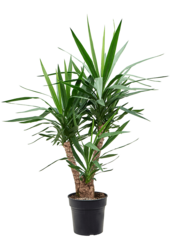 Juka (Palmlelie) rozgałęziona L