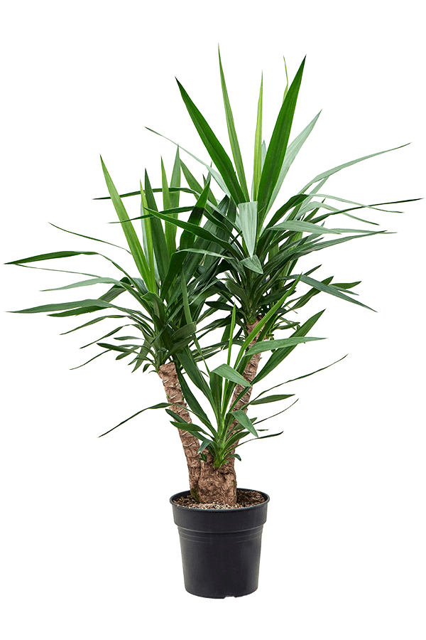 Juka (Palmlelie) rozgałęziona L