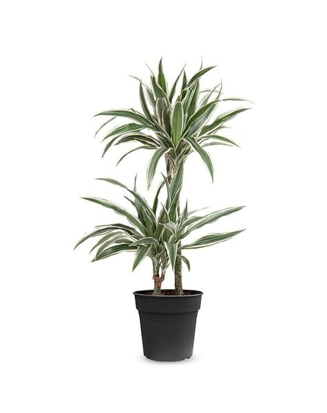 Dracaena