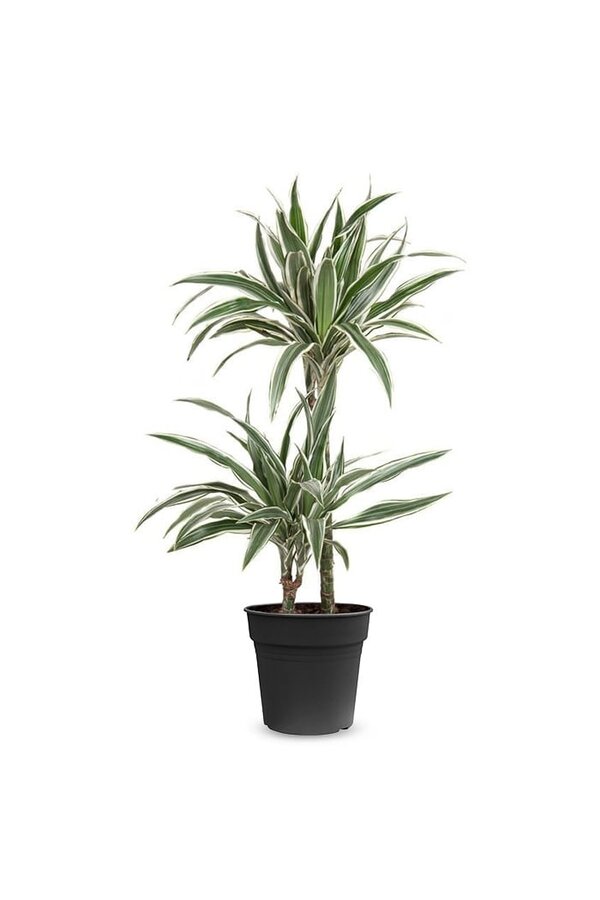 Dracena White Stripe S