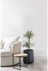 Dracaena White Stripe S