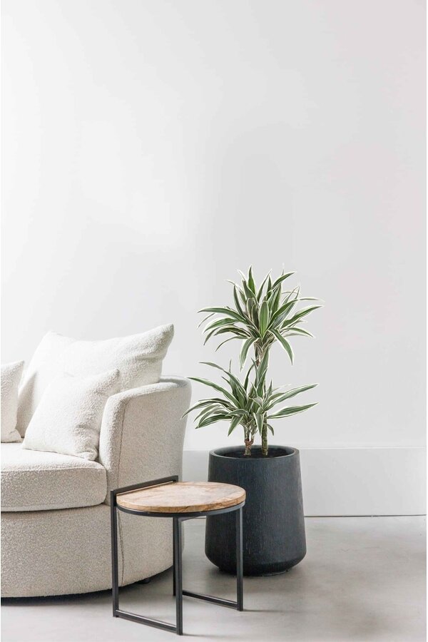 Dracena White Stripe S