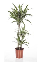 Dracaena White Stripe M
