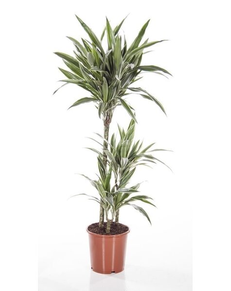 Dracaena