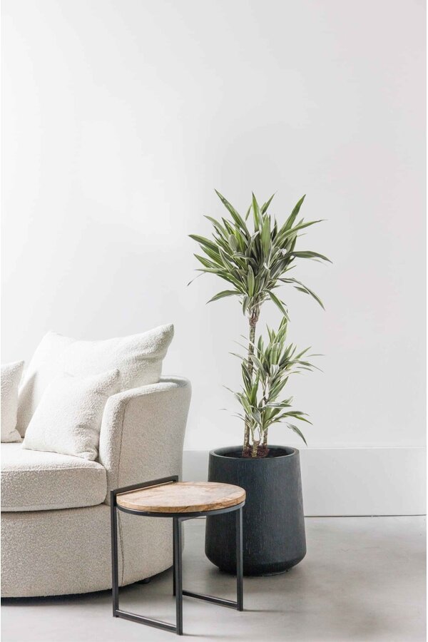 Dracaena White Stripe M
