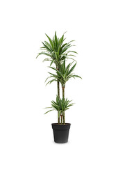 Dracaena White Stripe L
