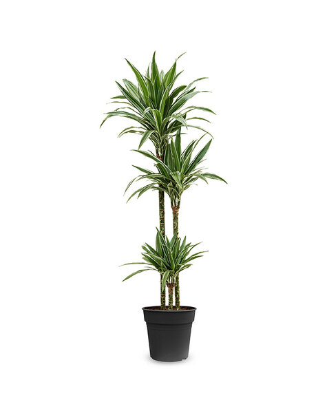 Dracaena