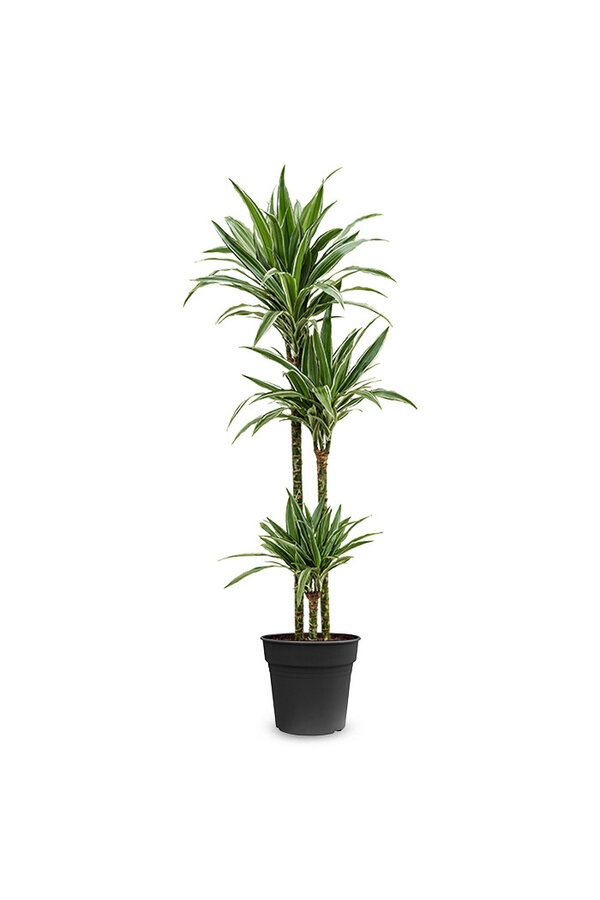 Dracaena White Stripe L