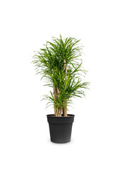 Dracena Małe Liście L