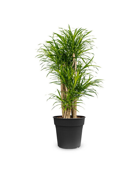Dracena