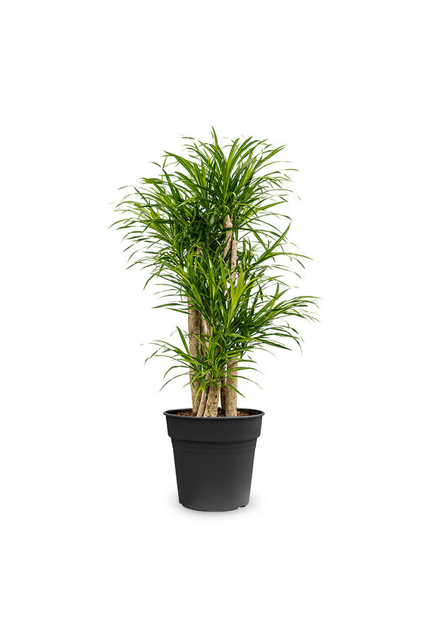 Dracena Małe Liście L