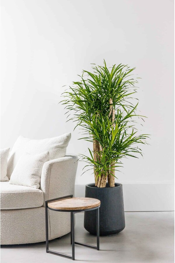 Dracena Małe Liście L