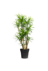 Dracaena Anita Variegata rozgałęziona XL