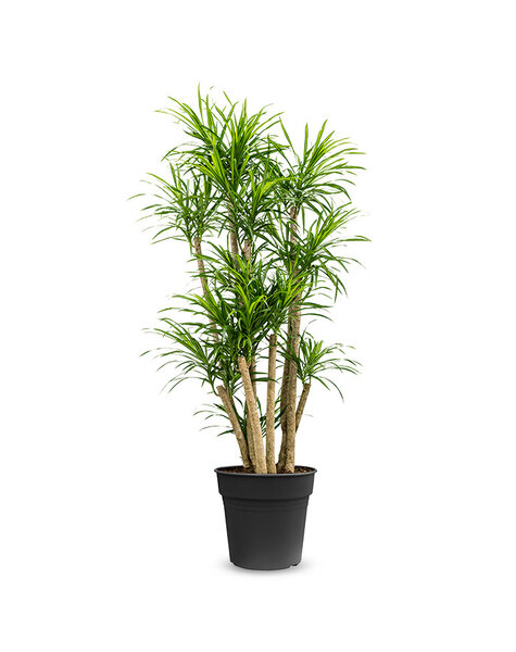 Dracaena