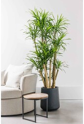 Dracaena Anita Variegata rozgałęziona XL