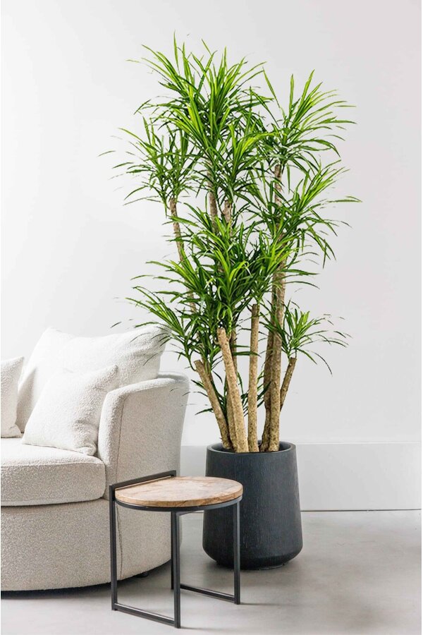 Dracaena Anita Variegata rozgałęziona XL