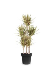Dracena Bicolor Carrousel