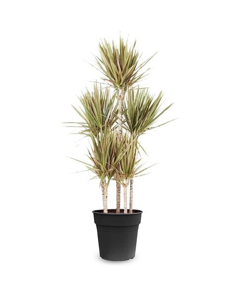 Dracena