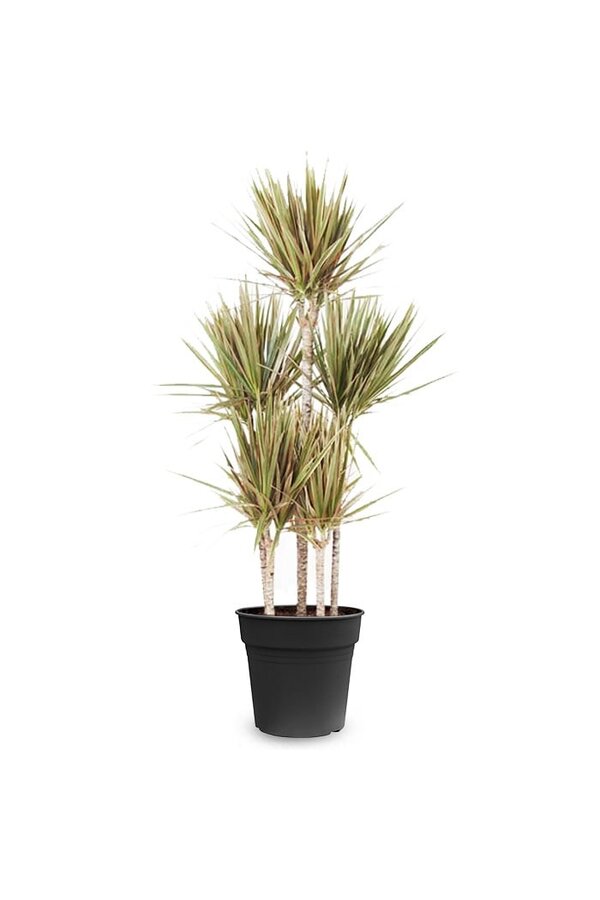 Dracaena Bicolor Carrousel