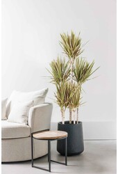 Dracena Bicolor Carrousel