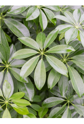 Schefflera pleciony pień L