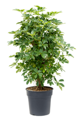 Schefflera rozgałęziona M