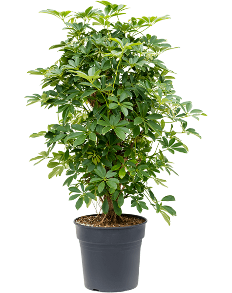 Schefflera