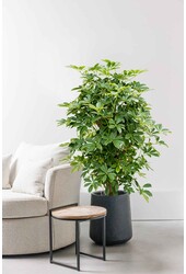 Schefflera rozgałęziona M