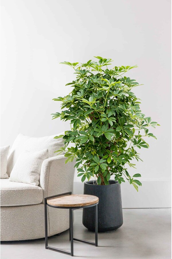 Schefflera rozgałęziona M