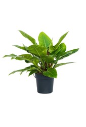 Filodendron Imperial Green S
