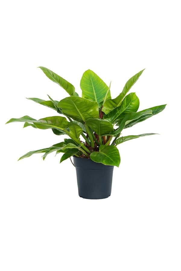 Filodendron Imperial Green S