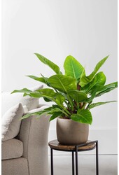 Filodendron Imperial Green S