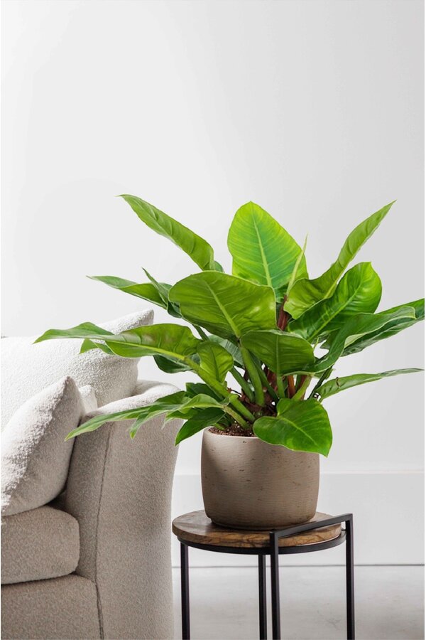 Filodendron Imperial Green S