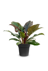 Filodendron Imperial Red S