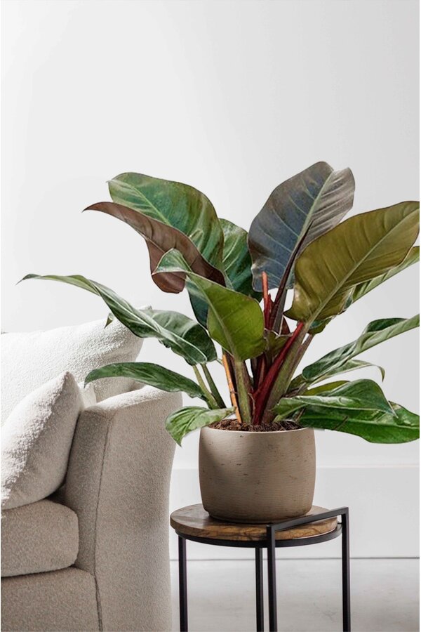 Filodendron Imperial Red S