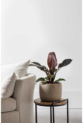 Filodendron Imperial Red M