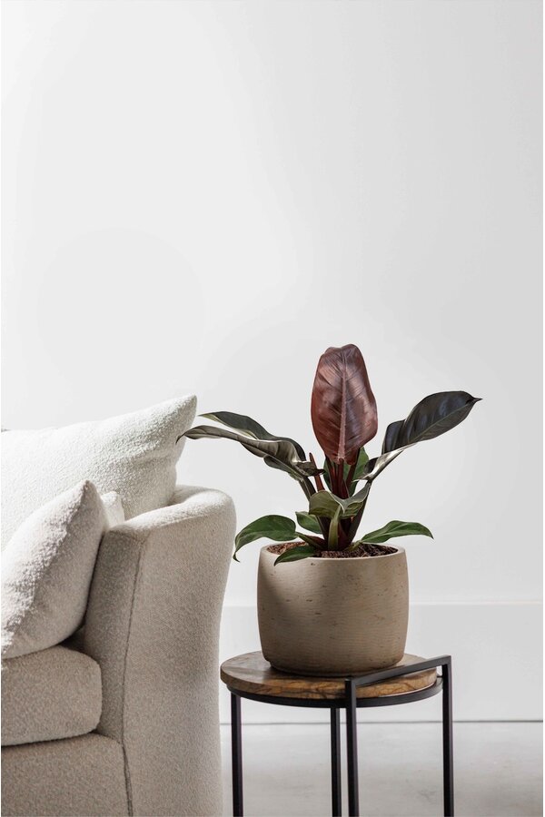 Filodendron Imperial Red M