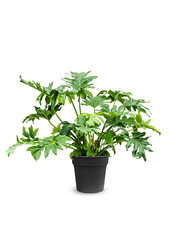 Filodendron krzewiasty L