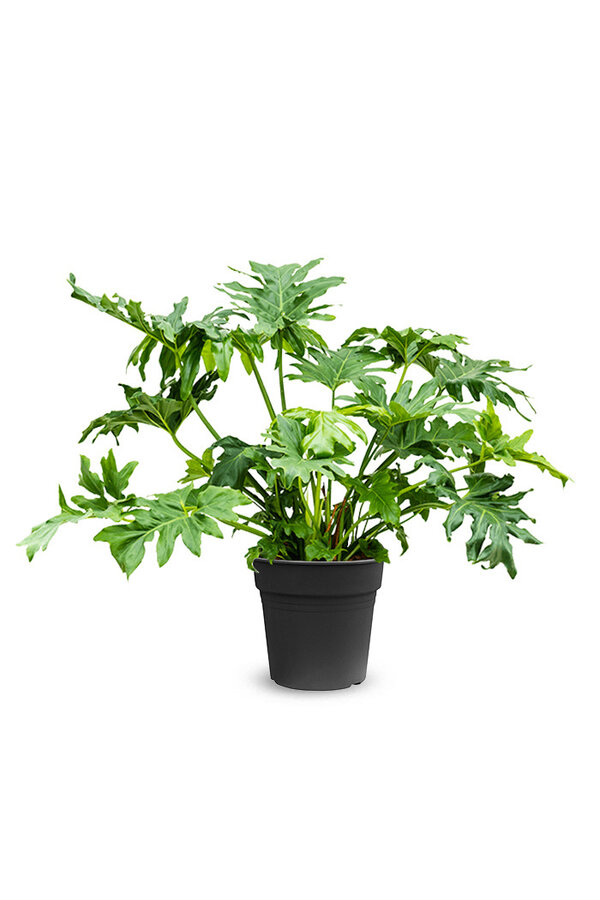 Filodendron krzewiasty L