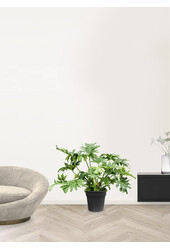 Filodendron krzewiasty L